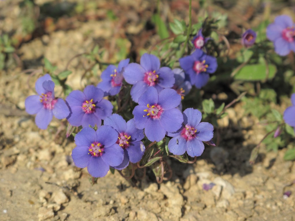 Anagallis monelli